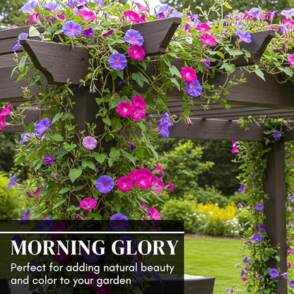 Mixed Color Tall Morning Glory Climbing Vine | 150 Seeds to Plant | Beautiful Flowering Vine. Vibrant Bright Blue, Pink & Purple Blooms | Fast-Growing