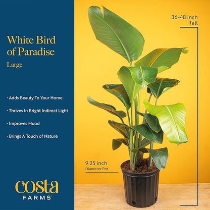 Costa Farms White Bird of Paradise Live Plant in Decorative Plant Pot, Large Indoor Houseplant, Perfect for Home, Room, or Office Decor, Great House Warming or Birthday Gift, 3-4 Feet Tall