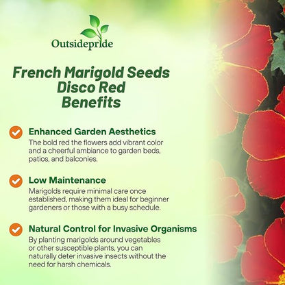 Outsidepride Disco Red French Marigold Seeds - 200 Pcs Annual, Compact, Heat & Drought Tolerant Flower Seeds for Planting w/Prolific Blooms, Ideal for Vibrant Pollinator Gardens