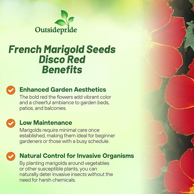Outsidepride Disco Red French Marigold Seeds - 400 Pcs Annual, Compact, Heat & Drought Tolerant Flower Seeds for Planting w/Prolific Blooms, Ideal for Vibrant Pollinator Gardens