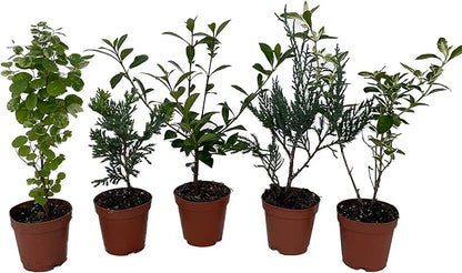 Zen Living Bonsai Assortment - 5 Plants 2" Pots