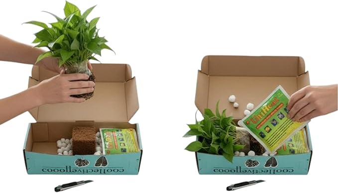 CoollectivePlants Calathea Plant Live in 4" Nursery Pot (4-Pack) – Assorted Easy Care Indoor Houseplants, Starter Plants for Beginners, Includes UniHeat Pack for Winter Protection