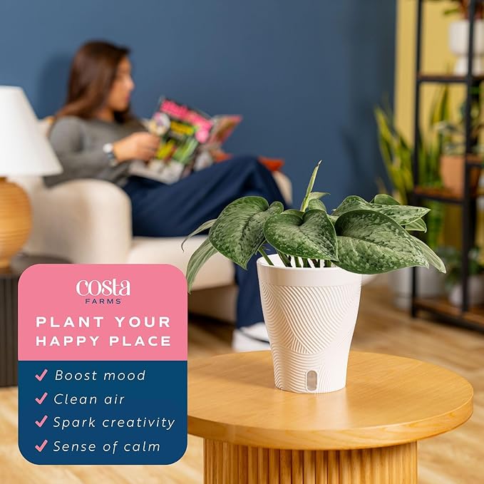 Costa Farms Scindapsus Mount Salak Live Plant, Climbing Trailing Indoor Houseplant | 12-Inches Tall | Trending Tropicals Collection | Self-Watering Pot | Easy Grow Plant for Home, Room Decor