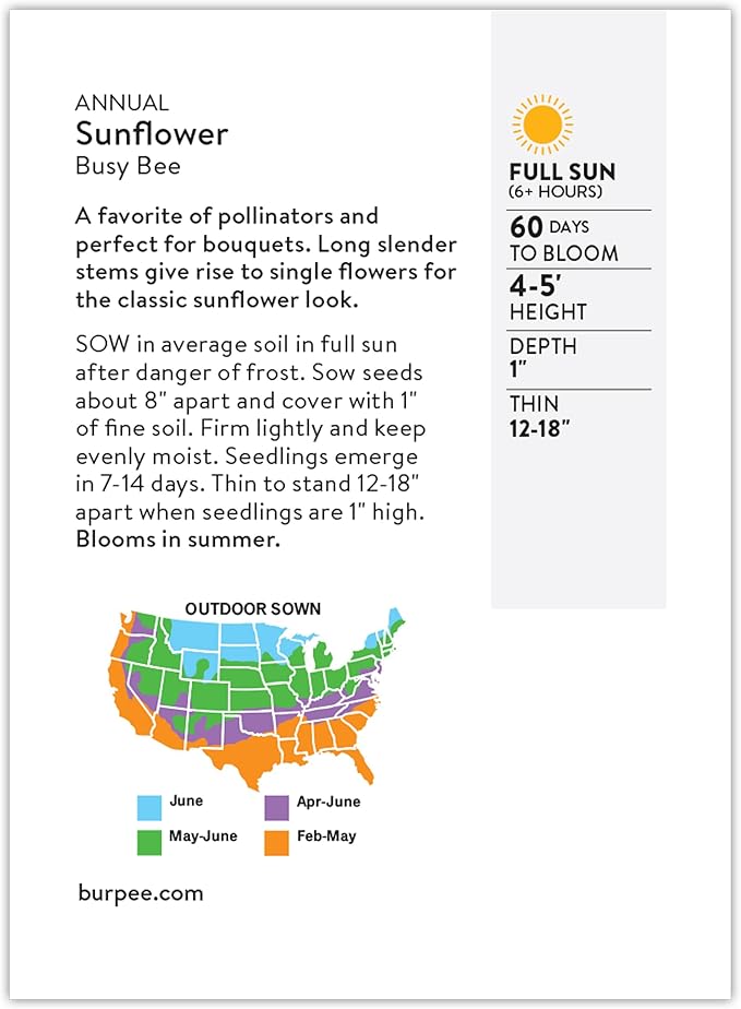 Burpee 'Busy Bee' Sunflower Seeds - 750mg Non-GMO Sunflower Seeds for Planting - Compact, Pollinator Friendly Annual Flower Seeds for Garden, Container, Borders (Sunflower, Busy Bee)
