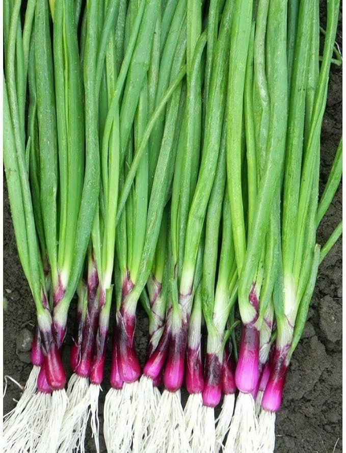 Seeds Red Welsh Bunching Onion Rare Heirloom Vegetable Non GMO