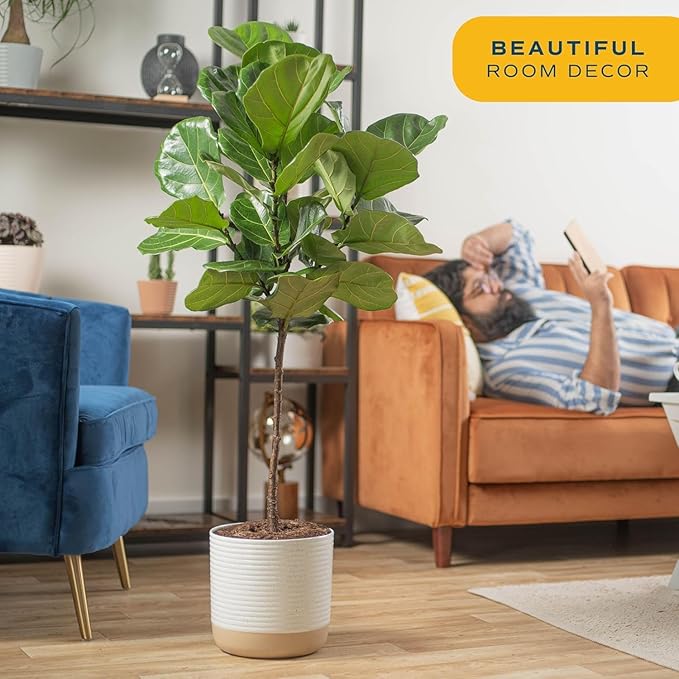 Costa Farms Fiddle Leaf Fig Tree, Live Indoor Floor Plant in Nursery Grow Pot, Clean Air Purifying Houseplant in Potting Soil, Living Room Decor, Housewarming New Home Gift, 3-4 Feet Tall