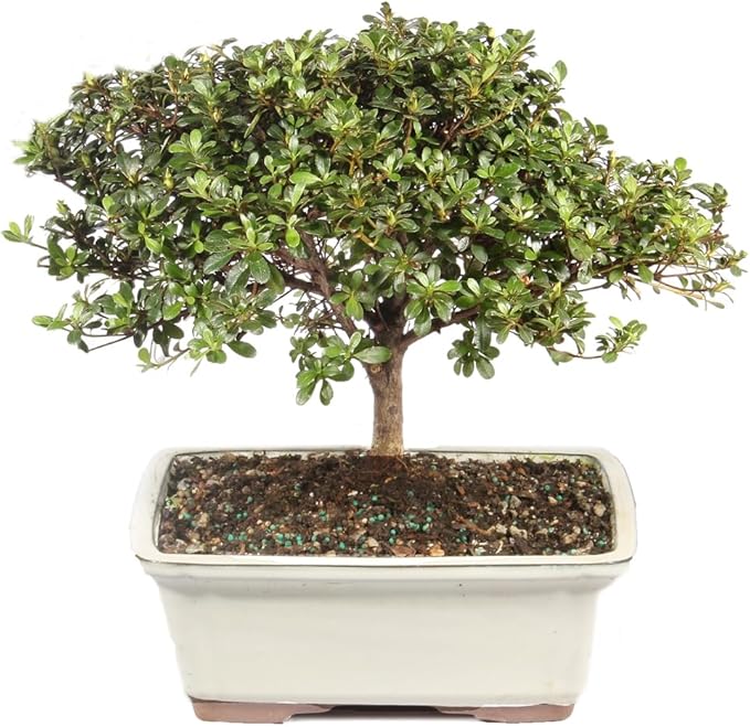 Brussel's Bonsai Live Satsuki Azalea Flowering Bonsai Tree - Large, 8 Years Old, 10 to 14 in - Ceramic Bonsai Pot