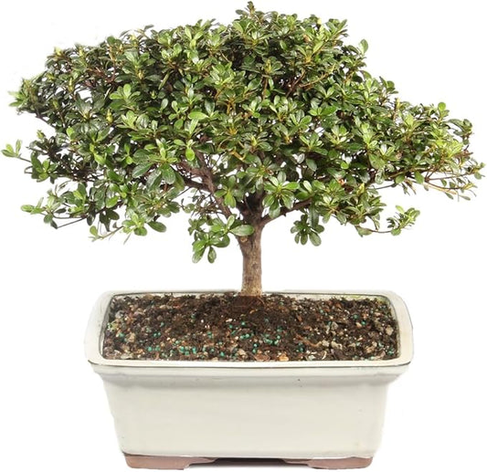 Brussel's Bonsai Live Satsuki Azalea Flowering Bonsai Tree - Large, 8 Years Old, 10 to 14 in - Ceramic Bonsai Pot