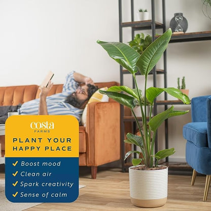 Costa Farms White Bird of Paradise Live Plant in Decorative Plant Pot, Large Indoor Houseplant, Perfect for Home, Room, or Office Decor, Great House Warming or Birthday Gift, 3-4 Feet Tall