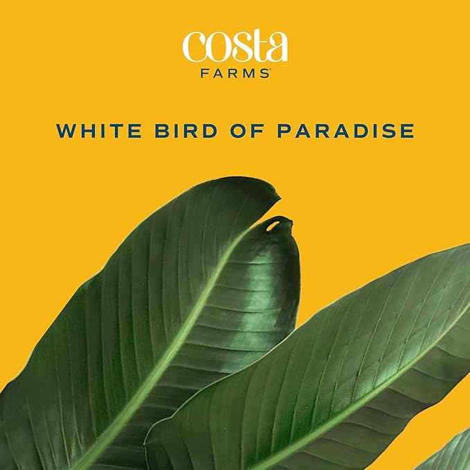 Costa Farms White Bird of Paradise Live Plants, Pack of 2 | Large Indoor Houseplants in 10-Inch Plant Pots | 3-4 Feet Tall | Home, Office, or Room Decor | Birthday, Housewarming Gift