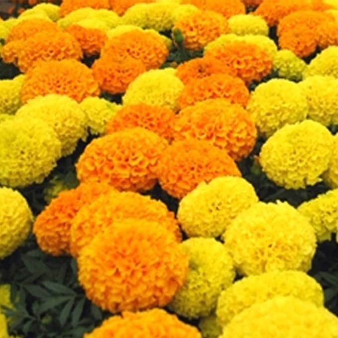 African Marigold Flower Garden Seeds - Discovery Series F1 - Mix - 1000 Seeds - Annual Flower Gardening Seed - Tagetes erecta