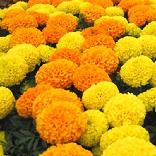 African Marigold Flower Garden Seeds - Discovery Series F1 - Mix - 1000 Seeds - Annual Flower Gardening Seed - Tagetes erecta