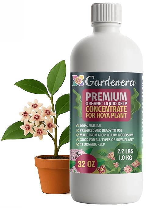 GARDENERA Premium Organic Seaweed & Kelp Superfood for Hoya Plants - 32 oz - Liquid Kelp Fertilizer Concentrate (Makes 180 Gallons)