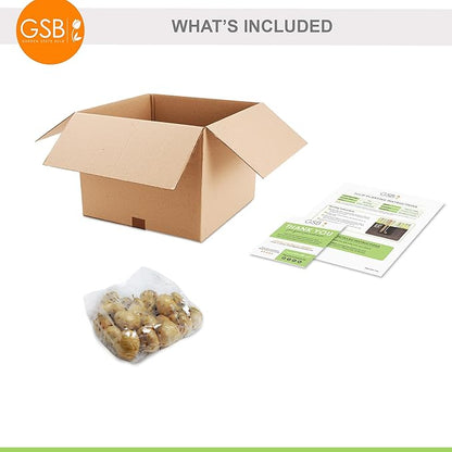 Garden State Bulb Triumph White Flag Tulip Flower Bulbs, 12/+ cm, Fall Planting(Bag of 25)