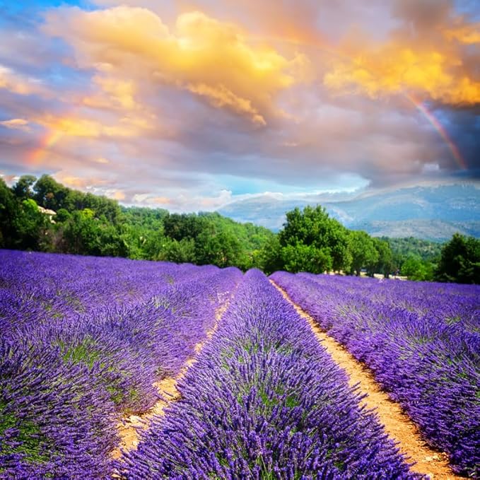 Lavender Plant Live Outdoor, Live Lavender Plant, 5 Inches Pot, Fragrant Perennial Herb Gardening