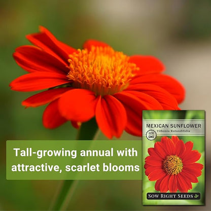 Sow Right Seeds - Mexican Sunflower Seeds for Planting - Non-GMO Heirloom Packet with Instructions for Growing - Bright Orange Blooms, Super Tall Stalks - Enjoys Outdoors or Indoors as Cut Flower (2)