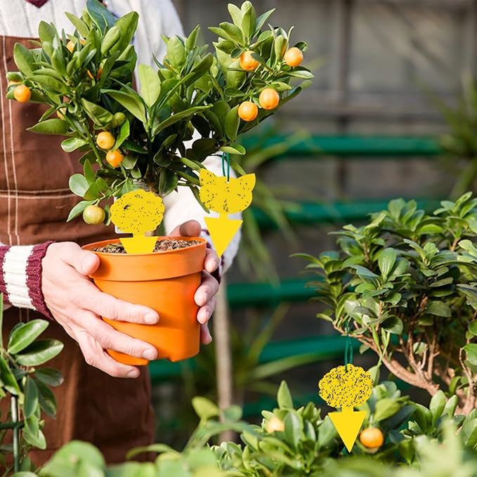 60 Pack Fruit Fly Trap for Indoors, Gnat Traps for House Indoor Gnat Killer, House Plant Gnats Bugs Sticky Killer Fruit Fly Traps for Indoor