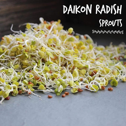 Radish Sprouting Seeds 1 lb – Non-GMO Daikon Microgreen Seeds for Indoor Growing