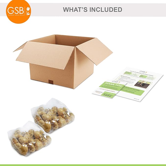 Garden State Bulb Darwin Hybrid Pink Impression Tulip Flower Bulbs, 12/+ cm, Fall Planting (Bag of 50)