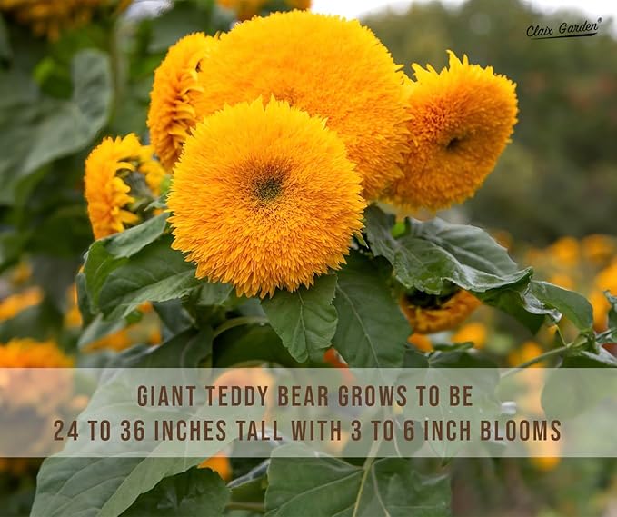 Sunflower Seeds - Giant Teddy Bear - 50 Seeds - Heirloom, Non-GMO, USA Grown, Excellent for Pollinators, Annual, Deer Resistant - Sunflower Seeds for Any Home Garden