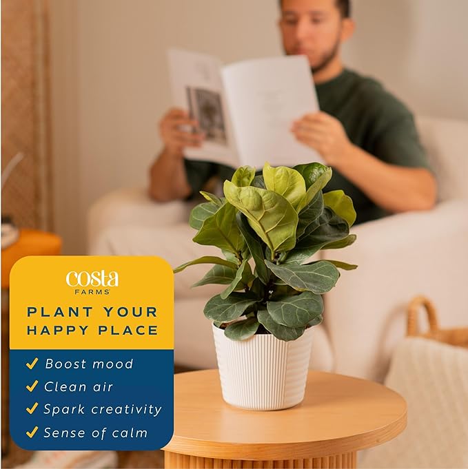 Costa Farms Little Fiddle Leaf Fig Live Plant in Decorative Plant Pot, Indoor Houseplant, Perfect for Home, Room, or Office Decor, Great House Warming or Birthday Gift, 12-18 Inches Tall