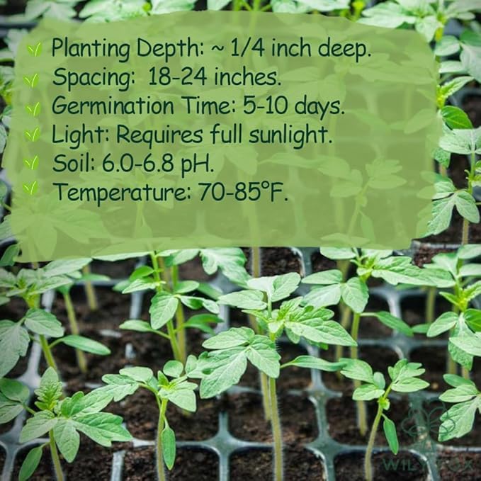 Premium Large Cherry Tomato Seeds – 500 Non-GMO Heirloom Seeds for Planting – Sweet Juicy, High Yield, Rich Flavor Tomatoes for Home Garden, Balcony, Outdoor, Greenhouse – Easy to Grow Vegetable Seeds