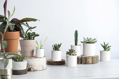 D'vine Dev Pack of 20 Plastic Plant Pots (4 Set of 2 Inch, 2.5 Inch, 3 Inch, 3.5 Inch, 4 Inch) Small Garden Planter Pots for Plant with Drainage Holes and Saucers, White, 74-U-A