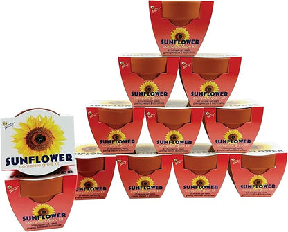 BUZZY Seeds Sunflower 12 Pack Terracotta Mini Grow Pots, Flower Planting Seed Starter Kit for Kids and Adults, Classic Collection Includes Easy Instructions for Growth Success, Gardening Gift