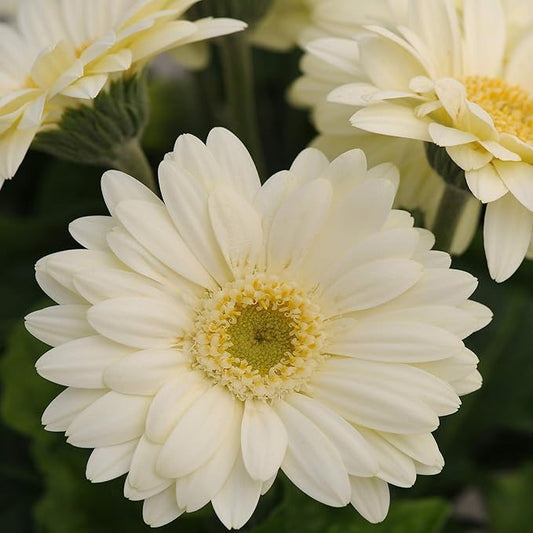 Outsidepride Vanilla Gerbera Seeds - 20 Pcs Perennial, Compact & Low Maintenance, Flower Seeds for Planting w/Vibrant White Blooms, Ideal for Garden Landscaping & Cut Flower Arrangements