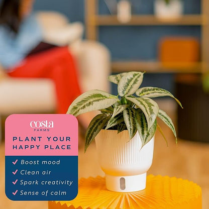 Costa Farms Silver Indukan Live Plant, Rare Unique Live Indoor Plant in 6-Inch Self-Watering Houseplant Pot, Potting Soil, Trending Tropicals Collection, Room and Home Decor