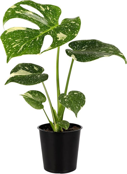 Wild Interiors Thai Constellation Green and Cream Monstera Live Plants in 5” Grower Pot