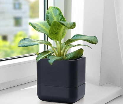 Phoenix Vine 6.5-Inch Wall Mounted Self-Watering Planter Pot for Indoor Houseplants and Herbs | Modern Hanging Planter for Window Sills, Bathroom Walls, Home & Office Décor, Black, Set of 1, 01-WP-B-1