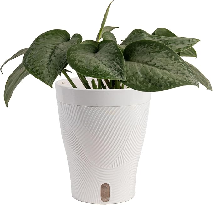 Costa Farms Scindapsus Mount Salak Live Plant, Climbing Trailing Indoor Houseplant | 12-Inches Tall | Trending Tropicals Collection | Self-Watering Pot | Easy Grow Plant for Home, Room Decor