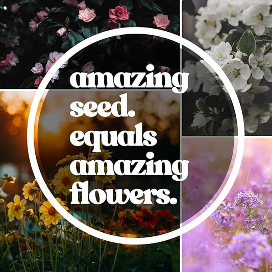 African Marigold Flower Garden Seeds - Discovery Series F1 - Mix - 1000 Seeds - Annual Flower Gardening Seed - Tagetes erecta