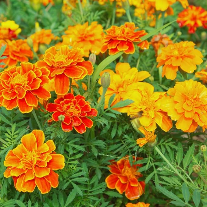 4 Mix Marigold Plants Live Marigold Flowers Live Plants, Between 4 and 8 Inches Long Starter Plant, Outdoor or Indoor