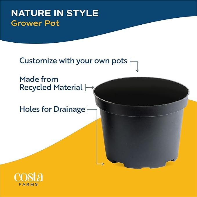 Costa Farms Live Plants (Pack of 6), Easy to Grow Live Indoor Houseplants in 3.8-Inch Plant Pots, Hand-Selected Varieties, Home and Room Decor, 8-10 Inches Tall