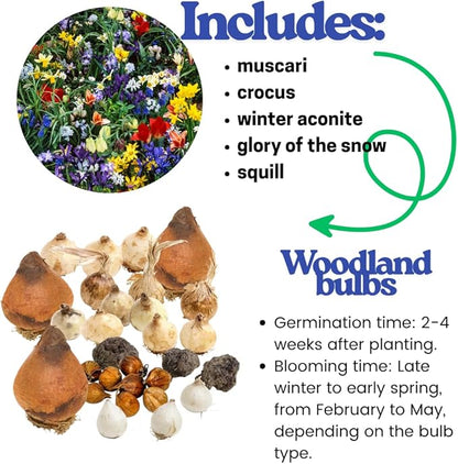 50 Mixed Flower Bulbs for Fall Planting, Earliest Spring Blooms, 50 Days Blooms Vibrant Colorful, Random Varieties, Cold Hardy, Top Size Bulb for Easy Care, Flowerbeds