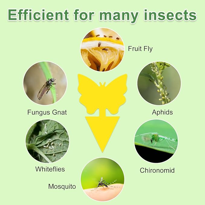 60 Pack Fruit Fly Trap for Indoors, Gnat Traps for House Indoor, Fungus Gnat Killer Sticky Traps for Plants, Bug Pest Insect Catcher Killer