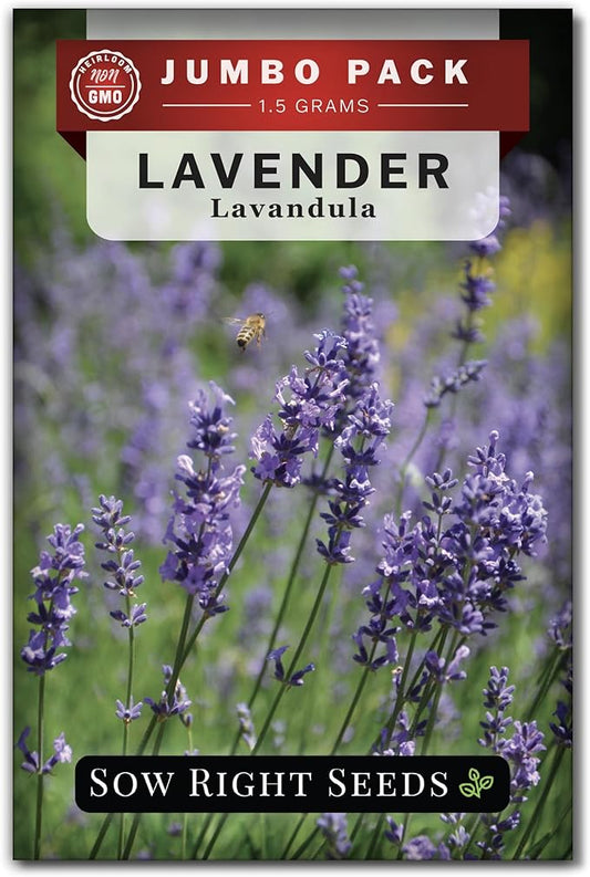 Sow Right Seeds - Bulk Lavender Seeds for Planting - 1.5 Grams, 1500 Seeds - Non-GMO Heirloom Jumbo Pack with Instructions to Grow an Indoor or Outdoor Herb Garden - Grow Loads of Purple Blooms
