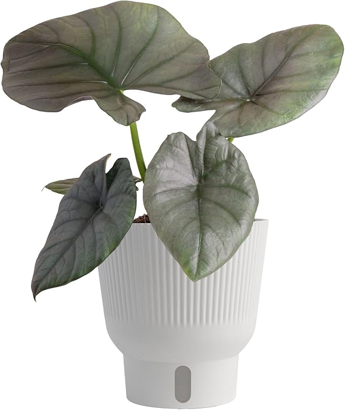 Costa Farms Alocasia Reginae Live Plant, Exotic Elephant Ear Indoor Houseplant | 12-Inches Tall | Trending Tropicals Collection | Self-Watering Pot | Easy Grow Plant for Home, Room Decor