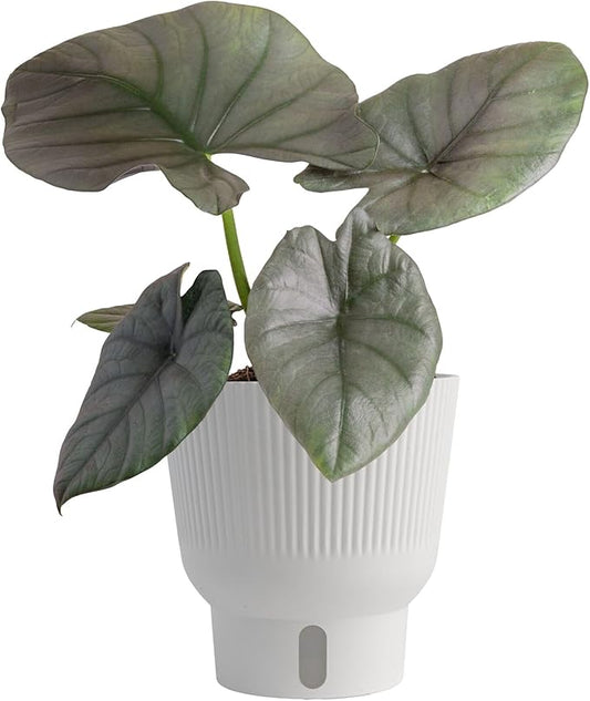 Costa Farms Alocasia Reginae Live Plant, Exotic Elephant Ear Indoor Houseplant | 12-Inches Tall | Trending Tropicals Collection | Self-Watering Pot | Easy Grow Plant for Home, Room Decor