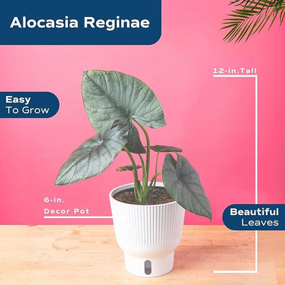 Costa Farms Alocasia Reginae Live Plant, Exotic Elephant Ear Indoor Houseplant | 12-Inches Tall | Trending Tropicals Collection | Self-Watering Pot | Easy Grow Plant for Home, Room Decor