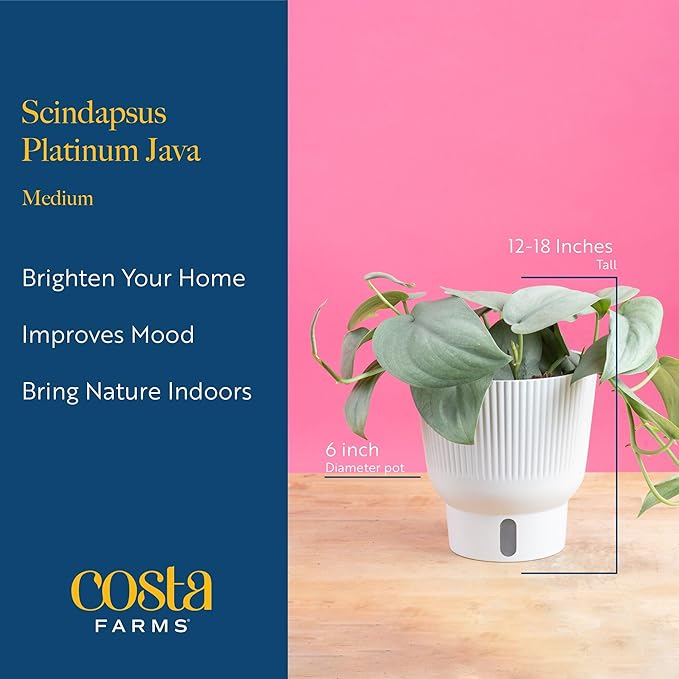 Costa Farms Scindapsus Platinum Java Live Plant, Climbing Trailing Indoor Houseplant | 12-Inches Tall | Trending Tropicals Collection | Self-Watering Pot | Easy Grow Plant for Home, Room Decor