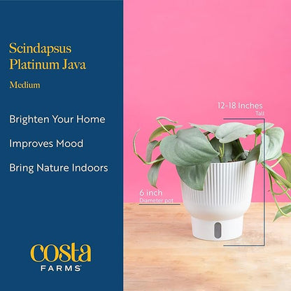 Costa Farms Scindapsus Platinum Java Live Plant, Climbing Trailing Indoor Houseplant | 12-Inches Tall | Trending Tropicals Collection | Self-Watering Pot | Easy Grow Plant for Home, Room Decor