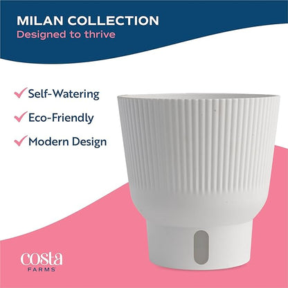 Costa Farms Silver Indukan Live Plant, Rare Unique Live Indoor Plant in 6-Inch Self-Watering Houseplant Pot, Potting Soil, Trending Tropicals Collection, Room and Home Decor