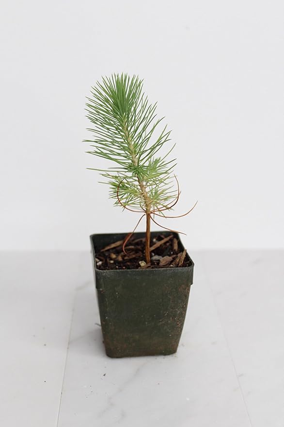 My Shelfie – Pinus eldarica Aleppo Pine (Afghan Pine) Bonsai Starter Tree, 2-Inch Live Evergreen Plant for Outdoor Garden, Zen Landscape, and Bonsai Training (5)