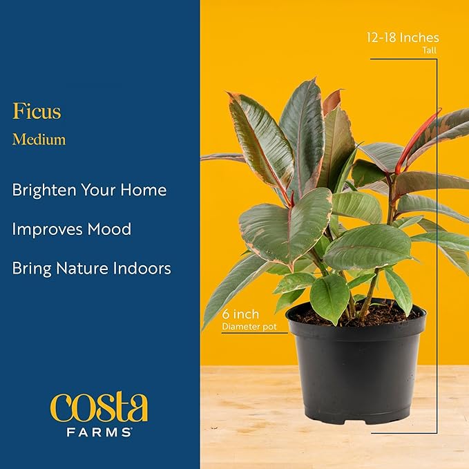 Costa Farms Ficus Tineke Live Plant in Decorative Pot, Indoor Houseplant, Perfect for Home, Room, or Office Decor, Great House Warming or Birthday Gift, 12-18 Inches Tall
