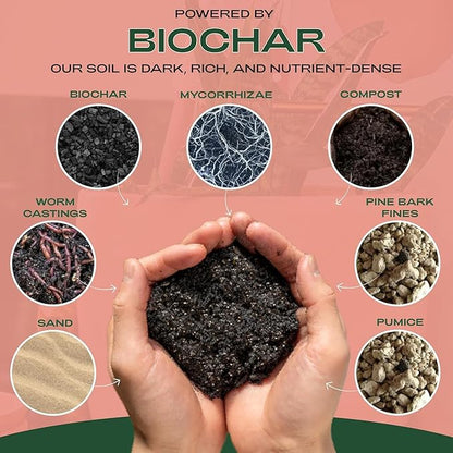 Cactus and Succulent Organic Potting Soil Mix for House Plants - Fast Draining, Root Boosting, Peat-Free, Less Prone to Gnats - Drought-Tolerant - Growth of Aloe Vera, Cacti and Indoor Succulents- 4qt