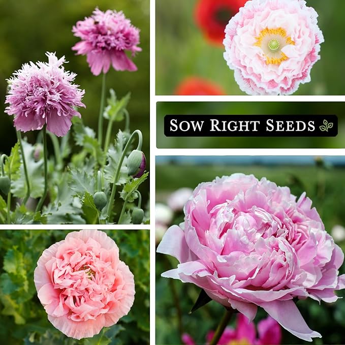 Sow Right Seeds - Pale Rose Peony Poppy Seeds for Planting - Non-GMO Heirloom Annual Variety - Beautiful Poppy Flowers - Ideal for Gardens, Flower Beds - Easy to Grow - Pink Peony Blossoms (1)