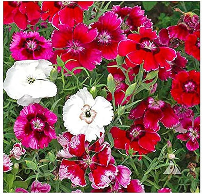 Baby Doll Dianthus Seeds - 2000 Seeds - Sun or Partial Shade - 16" Tall